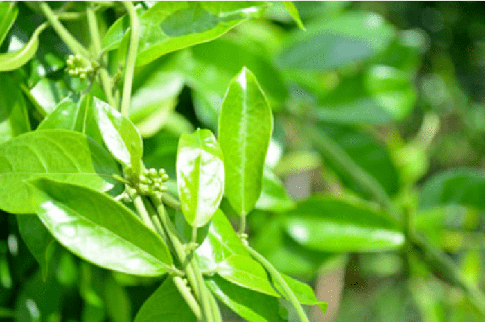 Dây thìa canh là một loại thảo dược quý có nhiều công dụng tốt đối với sức khỏe.